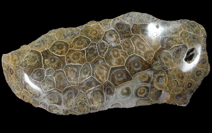 Polished Fossil Coral (Actinocyathus) - Morocco #90251